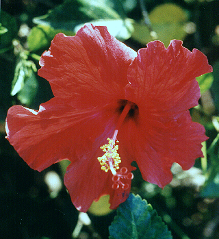 01hibiscus
