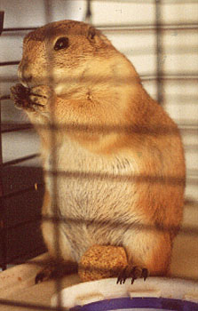 16prairiedog