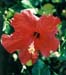 01hibiscus