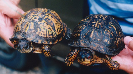 boxturtles