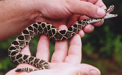 diamondback1
