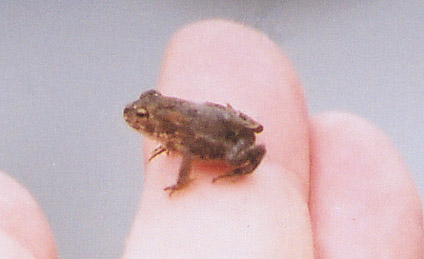 microtoadcloseup