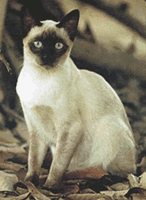 Photo: a beautiful Thai Siamese [Jakkapat Kangwan]